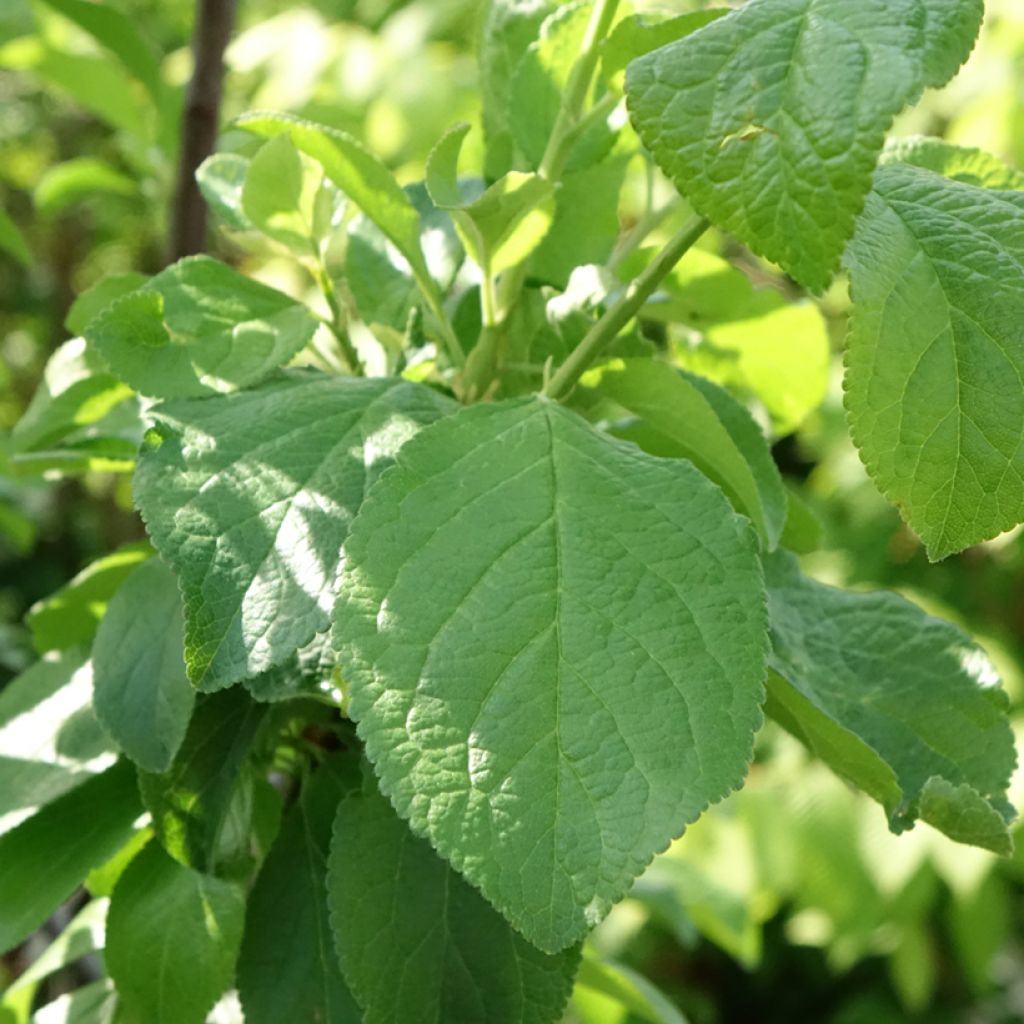 Pruim Reine Claude de Bavay