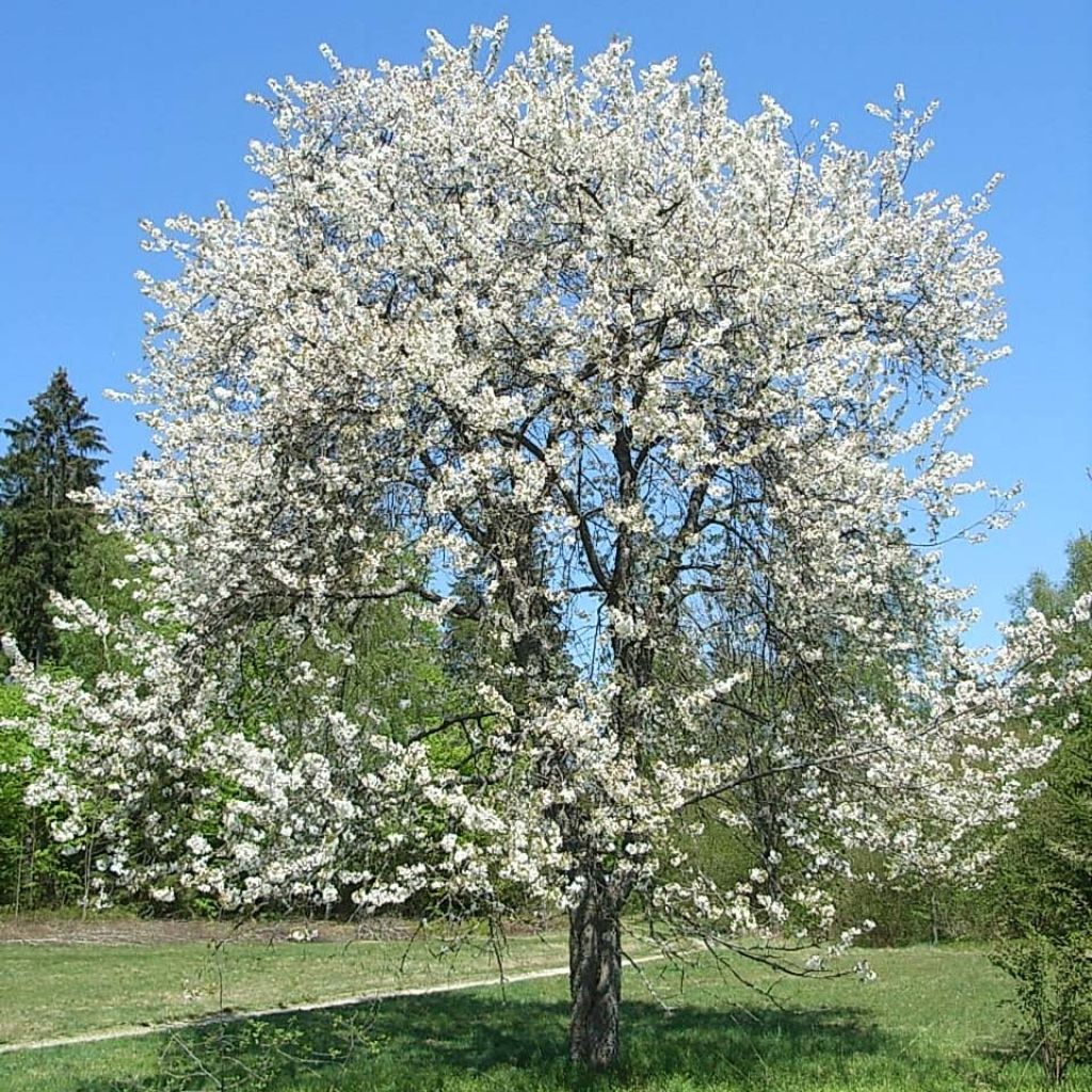 Prunus avium - Zoete kers