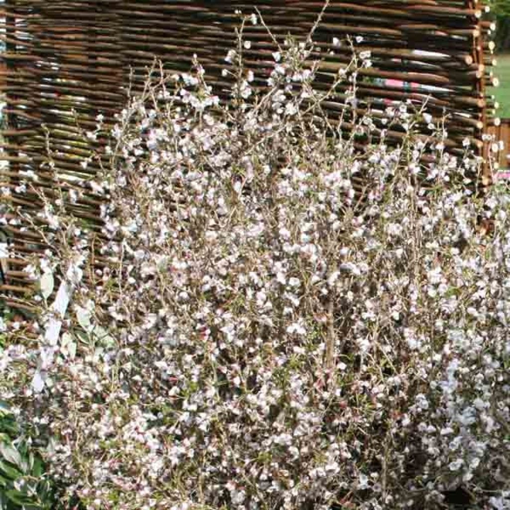 Prunus incisa Kojo no mai - Fuji-kers