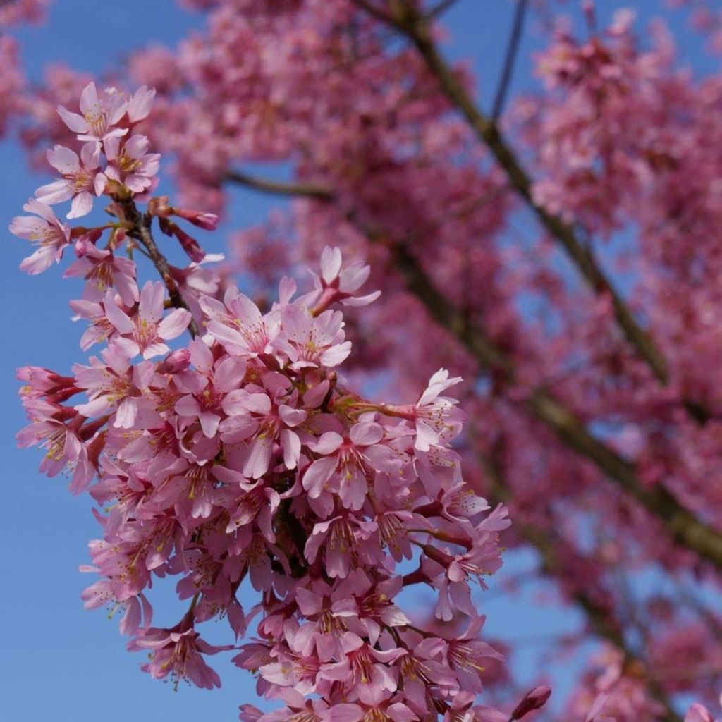 Prunus incisa Paean - Fuji-kers