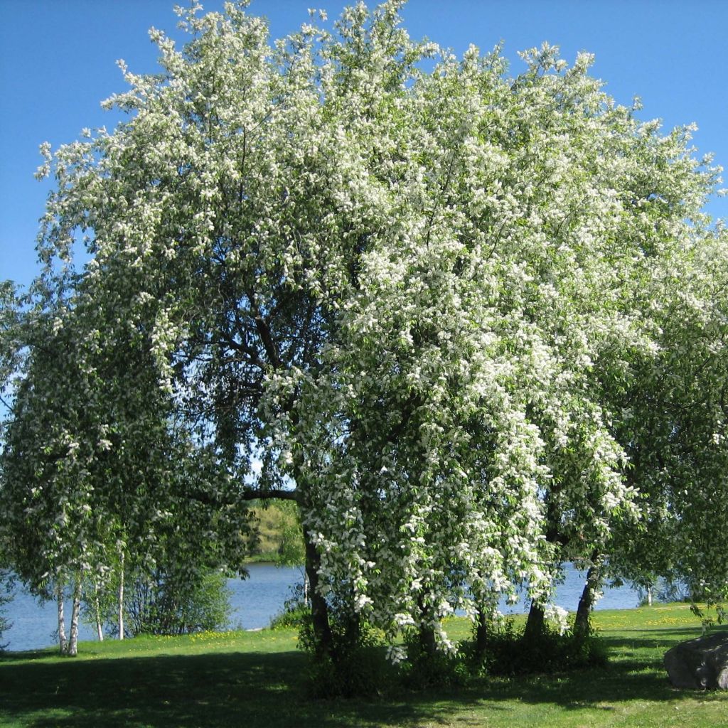 Prunus padus - Vogelkers