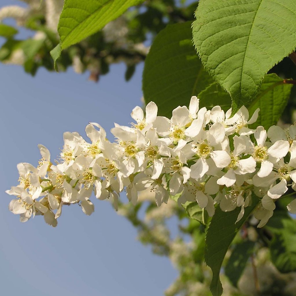 Prunus padus - Vogelkers