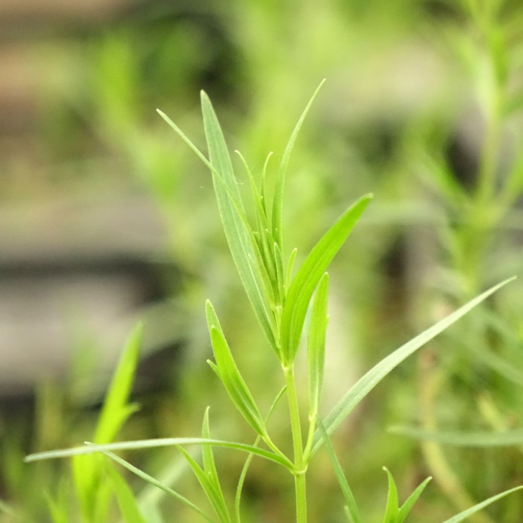Pycnanthemum flexuosum - Bergmunt