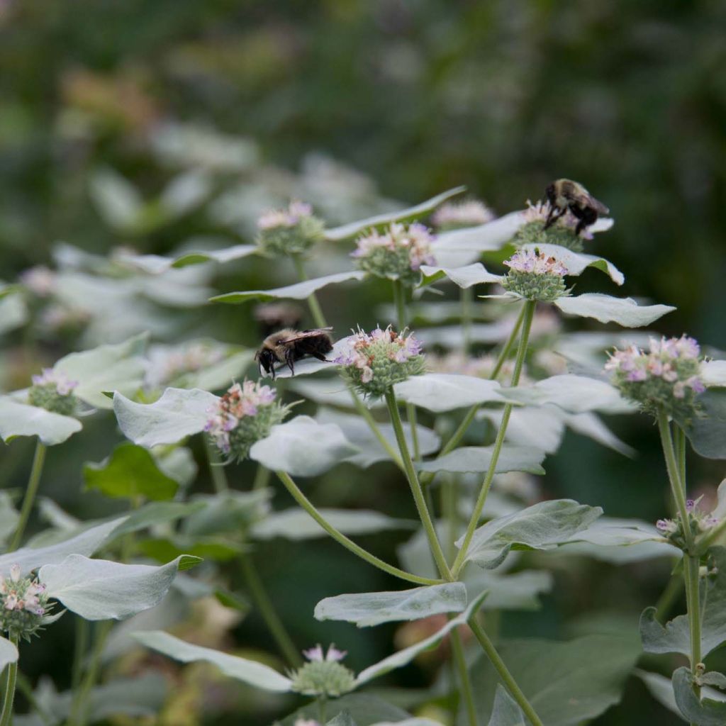 Pycnanthemum muticum - Bergmunt