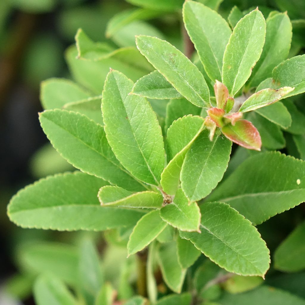 Pyracantha coccinea Orange Star - Vuurdoorn