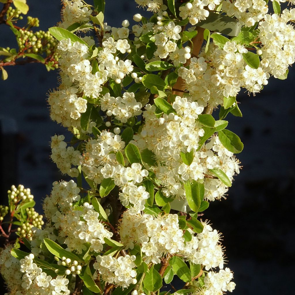 Pyracantha Golden Charmer - Vuurdoorn