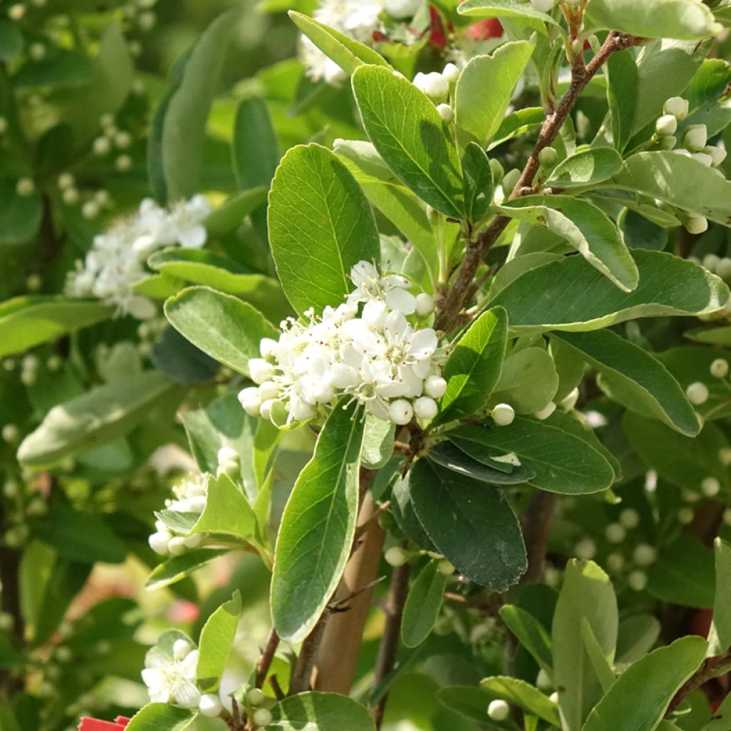 Pyracantha coccinea Saphyr Rood - Vuurdoorn