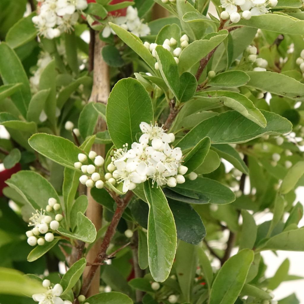 Pyracantha coccinea Saphyr Rood - Vuurdoorn