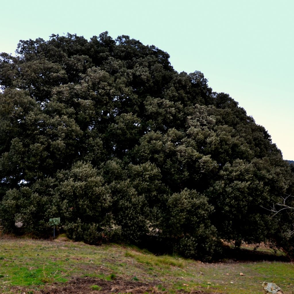 Quercus ilex - Steeneik