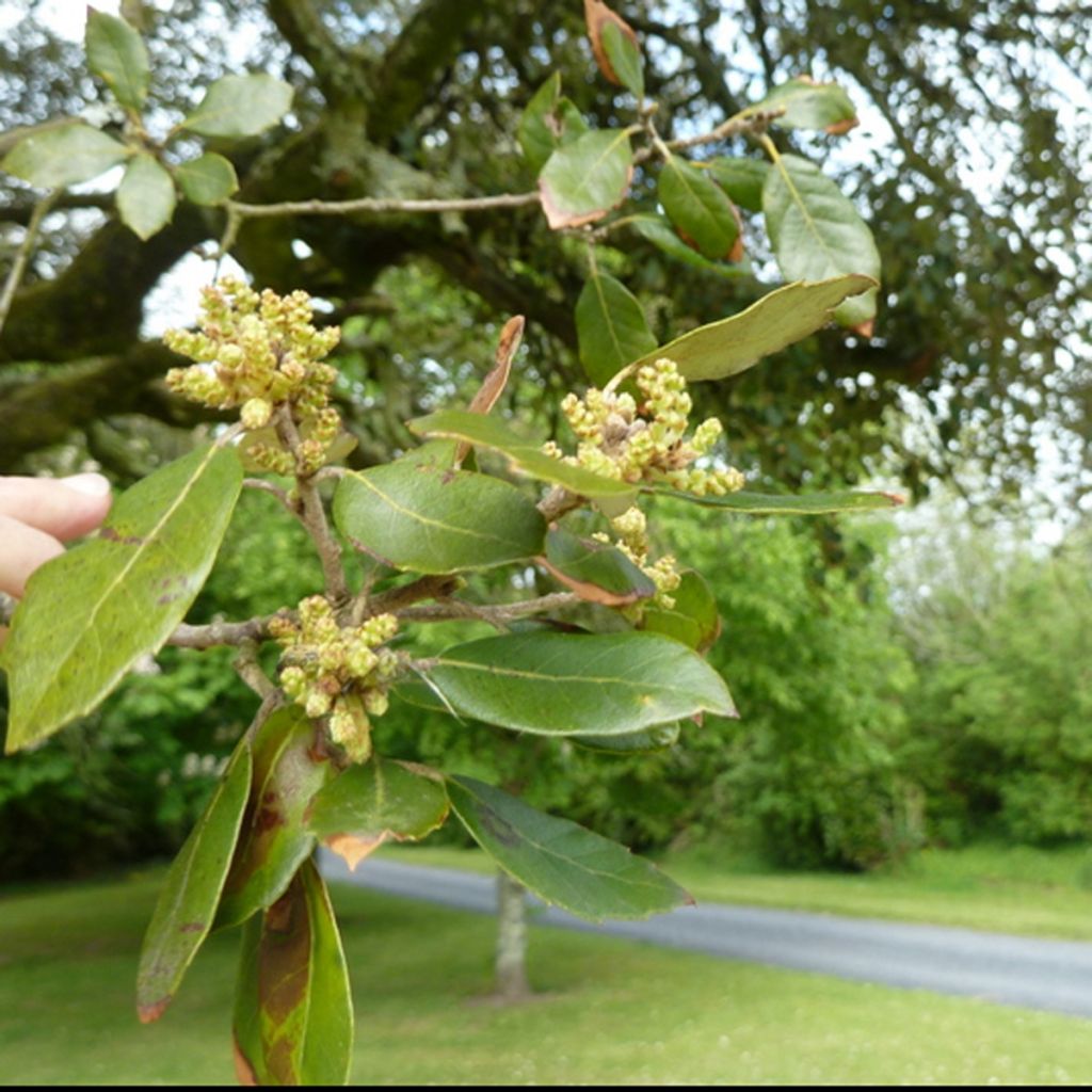 Quercus ilex - Steeneik