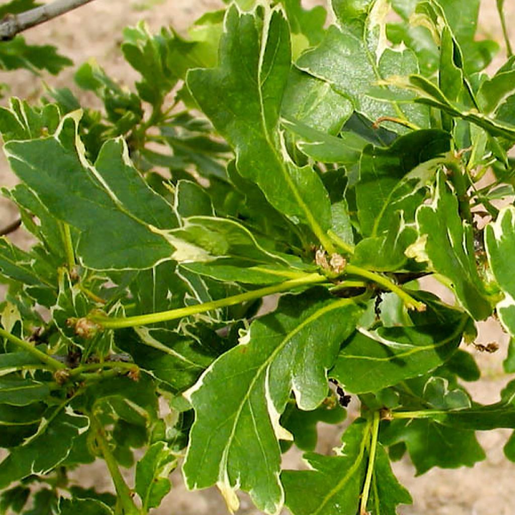 Quercus robur Argenteomarginata - Zomereik