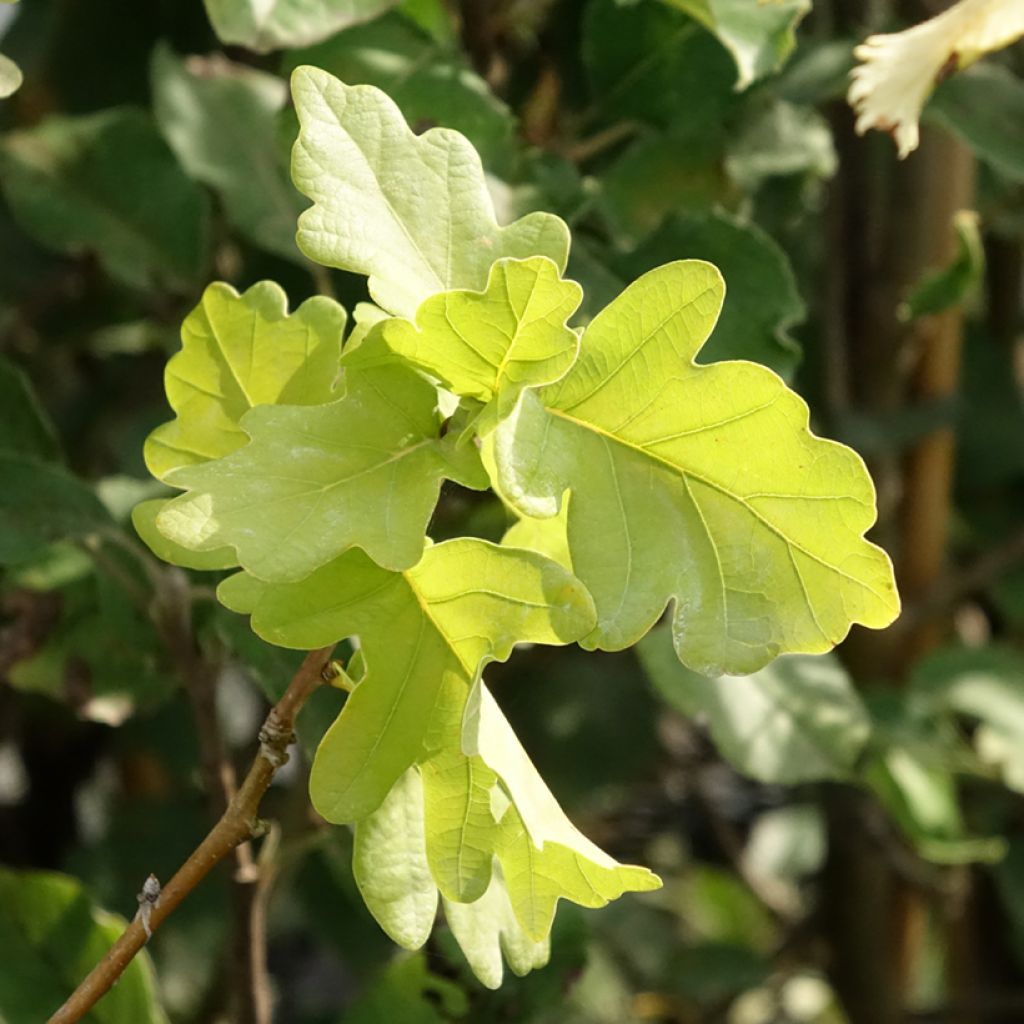 Quercus robur Facrist - Zomereik