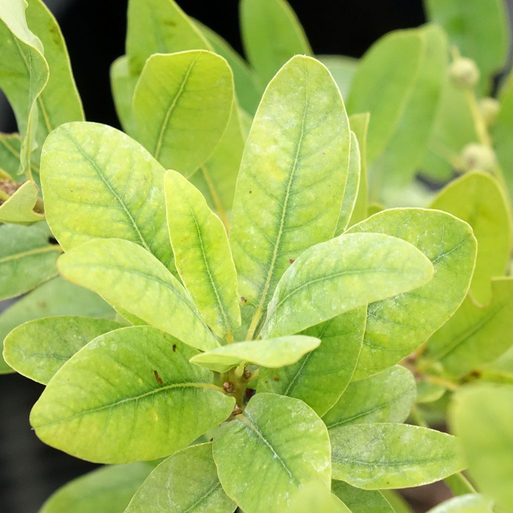 Quercus robur Salicifolia - Zomereik