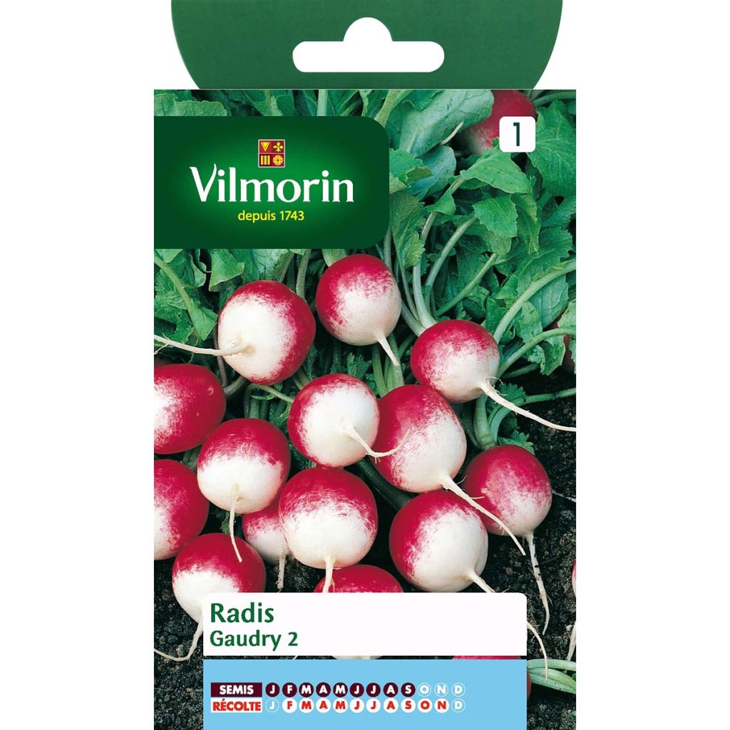 Radijs Gaudry 2 - Vilmorin