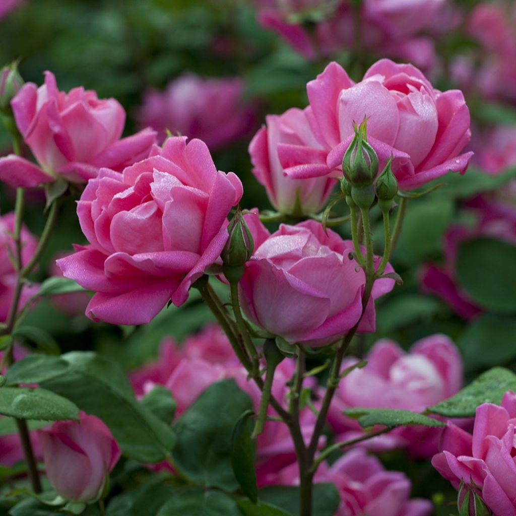Rosa Pink Double Knock Out - Bodembedekkende roos