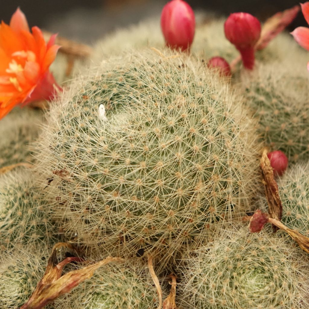 Rebutia - Dwergcactus