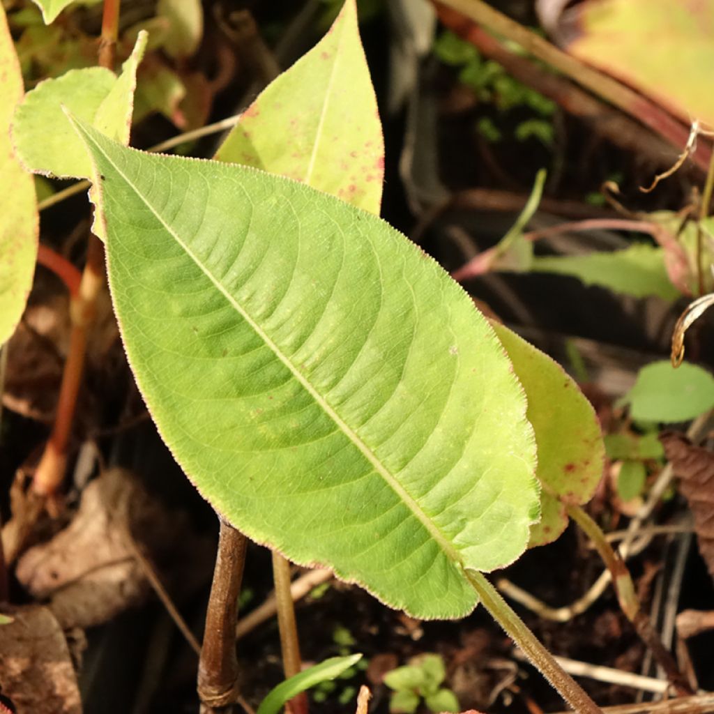 Persicaria amplexicaulis High Society - Duizendknoop
