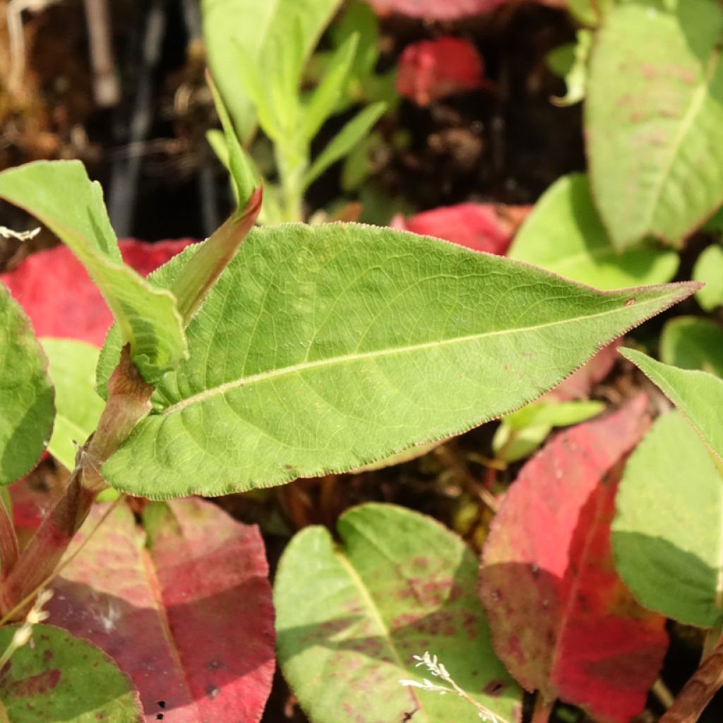 Persicaria amplexicaulis Vesuvius - Duizendknoop