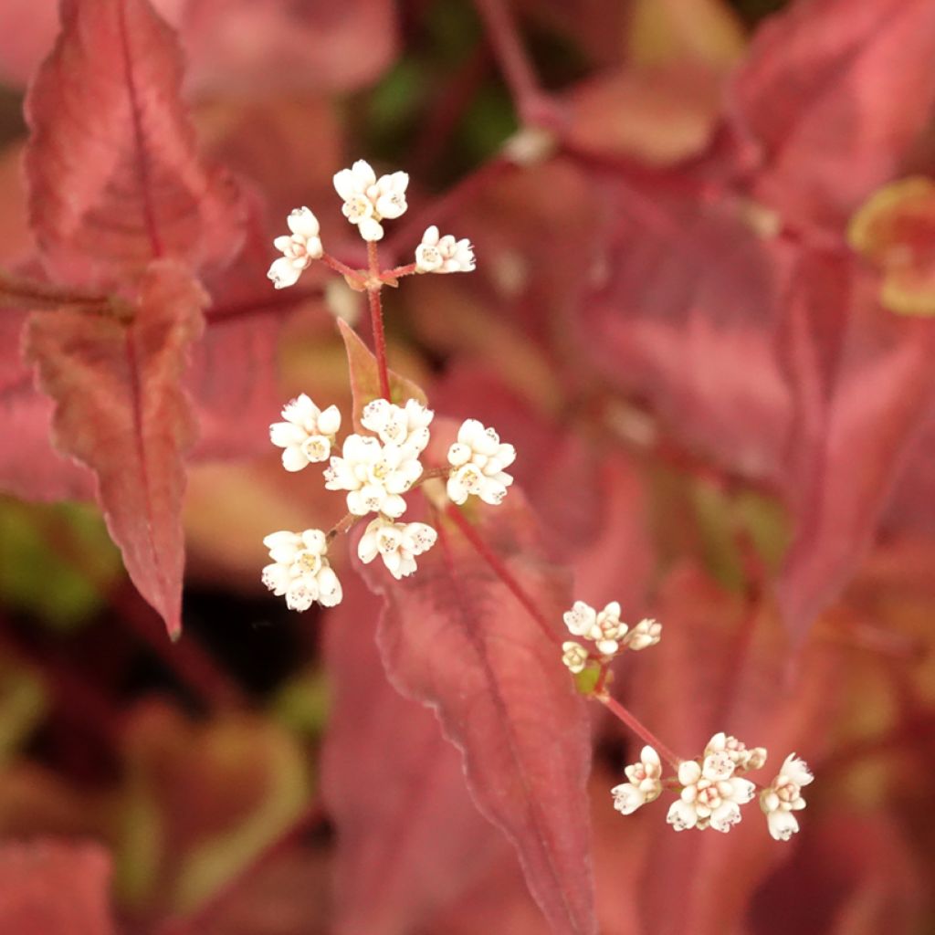 Persicaria microcephala Red Dragon - Duizendknoop