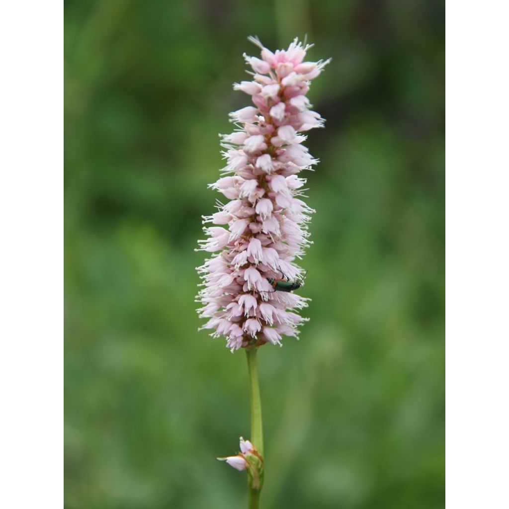 Persicaria bistorta Superba - Adderwortel