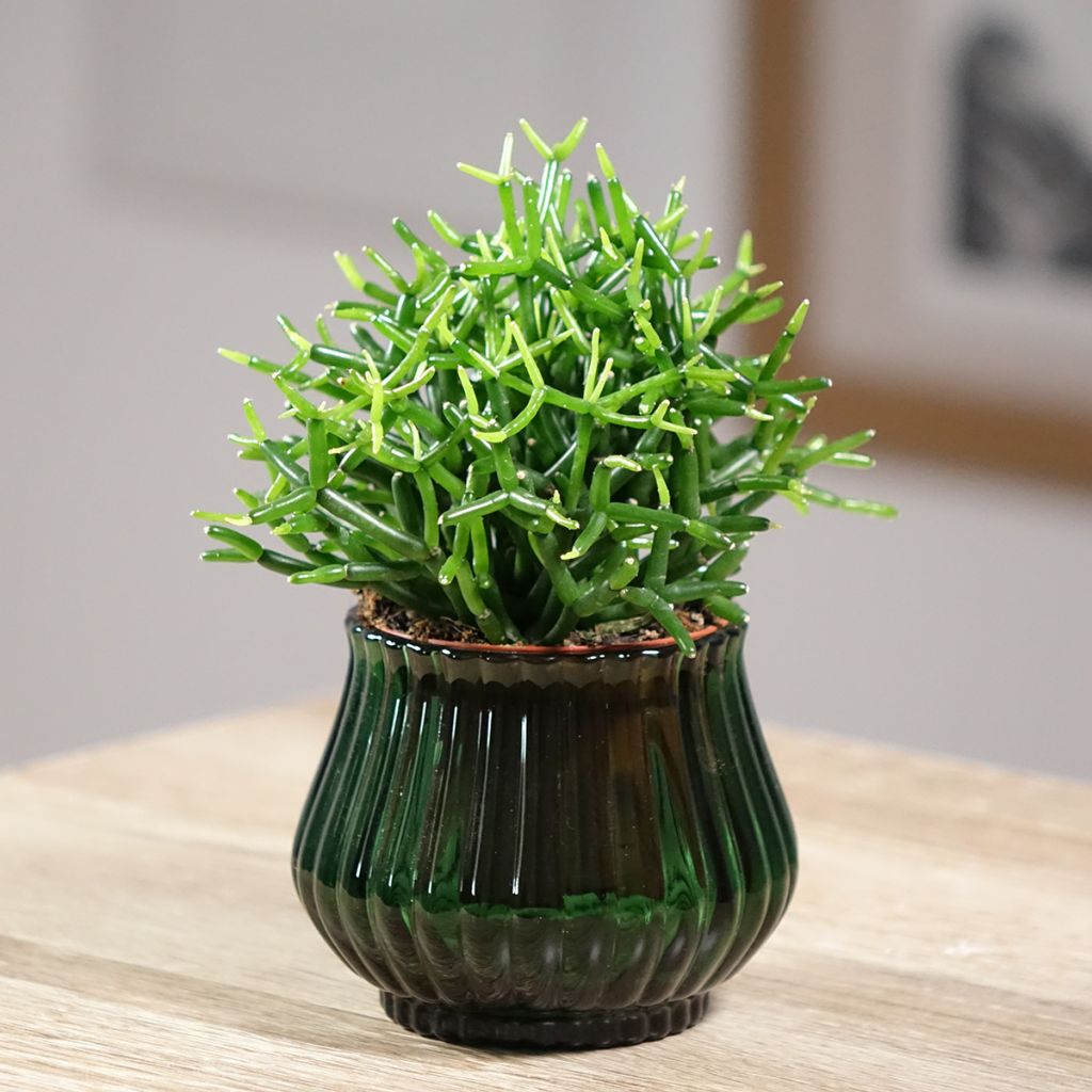 Rhipsalis baccifera - Koraalcactus