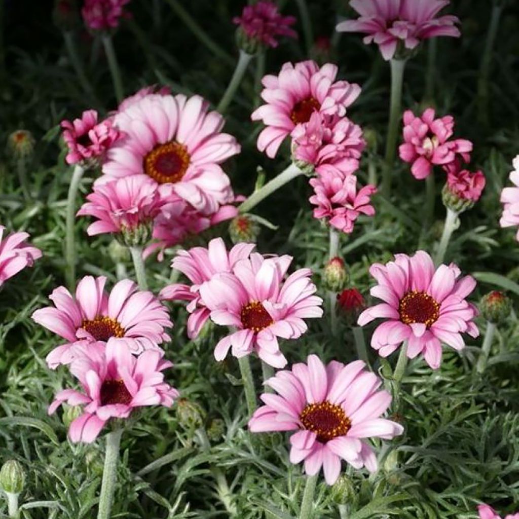 Rhodanthemum hosmariense African Rose (plugplanten) - Marokkaanse margriet