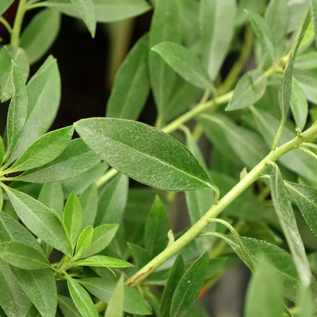 Rhododendron INKARHO Bloombux Magenta - Grootbloemige rododendron
