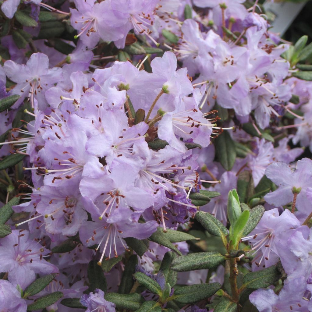 Rhododendron Blue Silver - Dwergrododendron