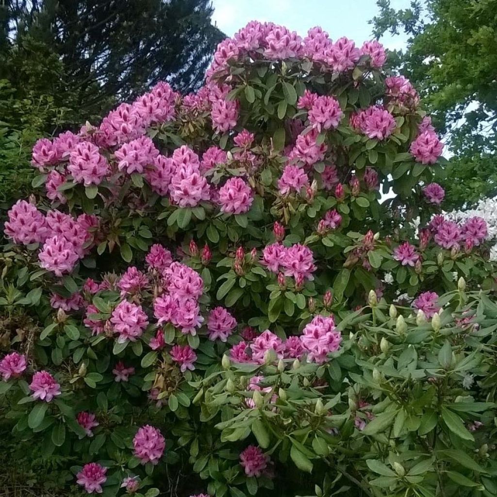 Rhododendron Germania - Grootbloemige rododendron
