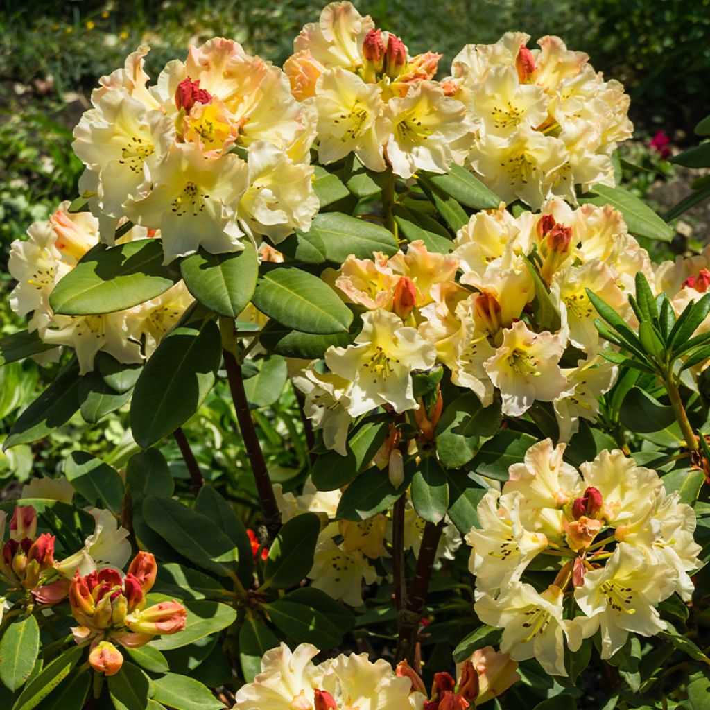 Rhododendron  Golden Torch - Dwergrododendron