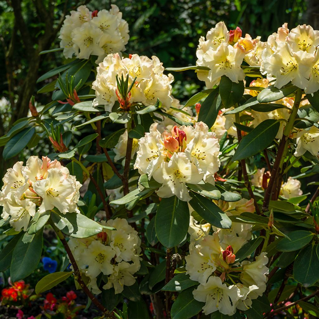 Rhododendron  Golden Torch - Dwergrododendron