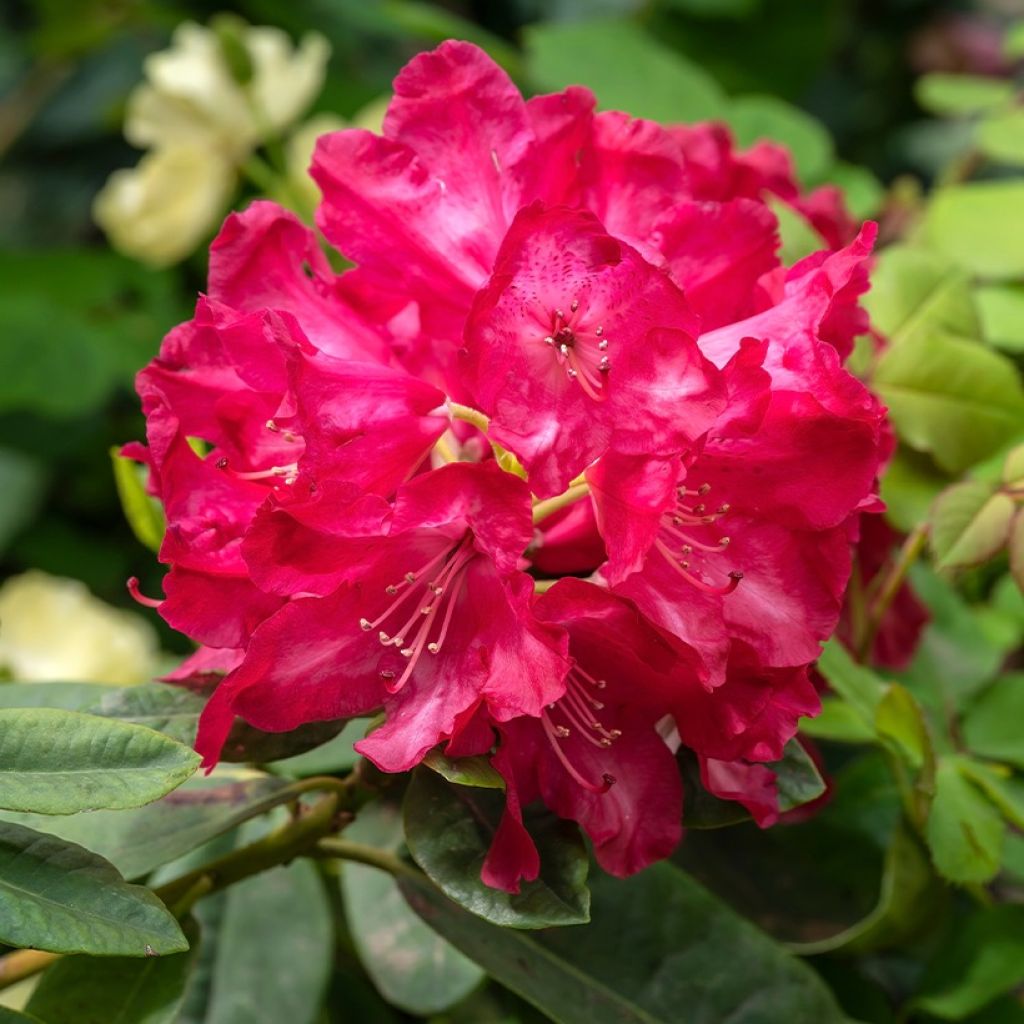 Rhododendron Inkarho Easydendron Diderk - Grootbloemige rododendron