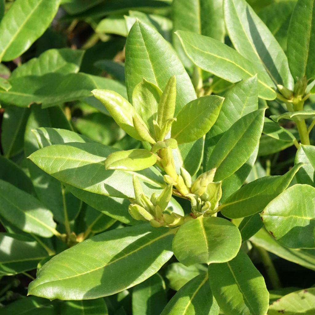 Rhododendron Easydendron INKARHO Belkanto - Dwergrododendron