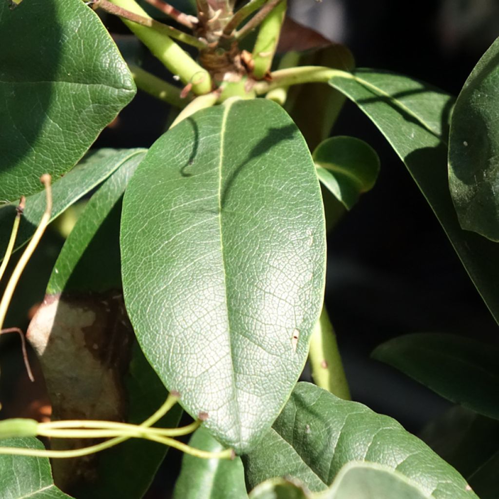 Rhododendron Easydendron INKARHO Grandiflorum - Grootbloemige rododendron