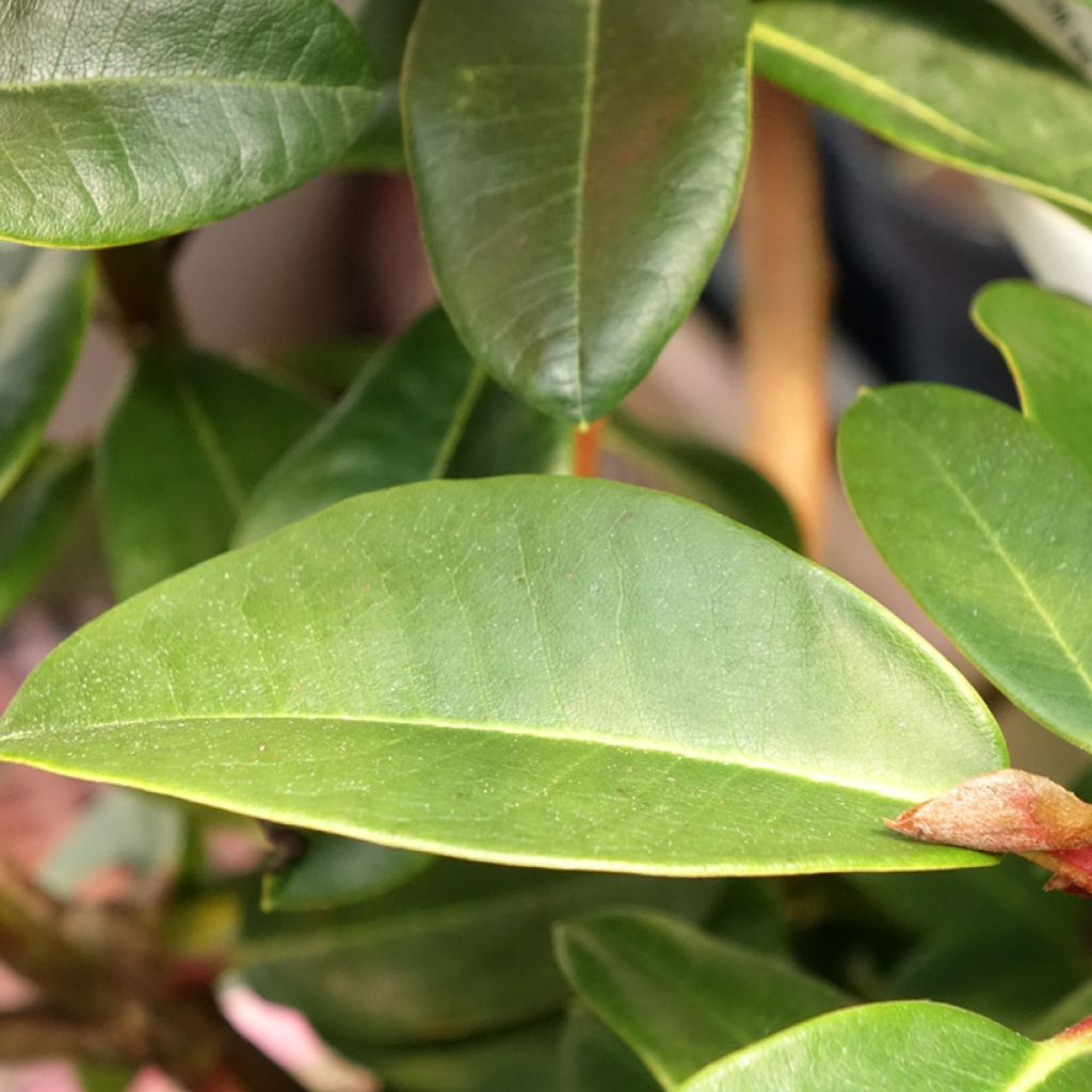 Rhododendron Naselle - Grootbloemige rododendron