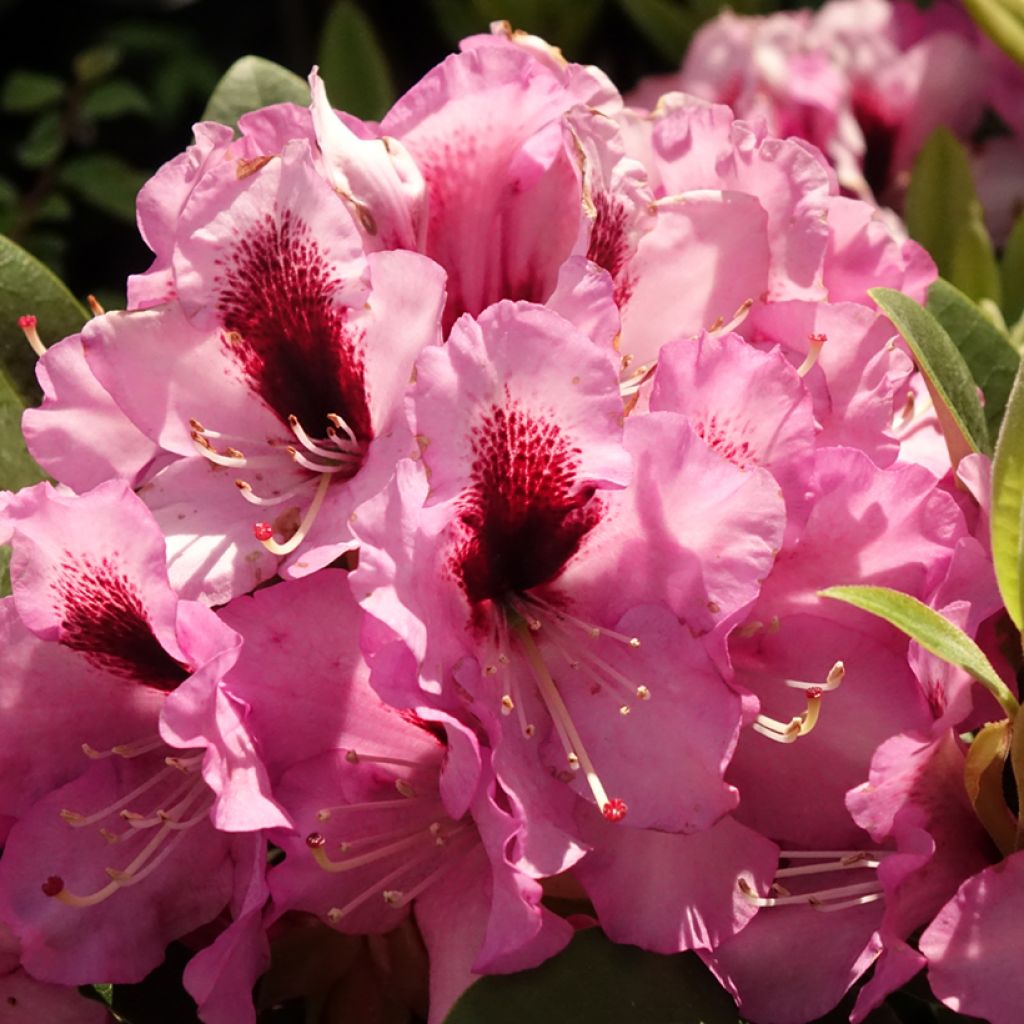 Rhododendron Raphaela - Grootbloemige rododendron