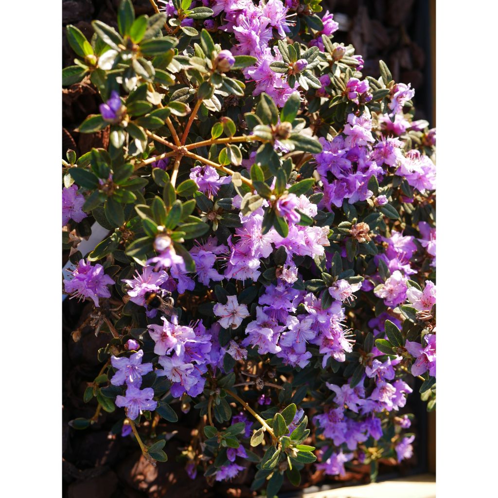 Rhododendron impeditum - Dwergrododendron