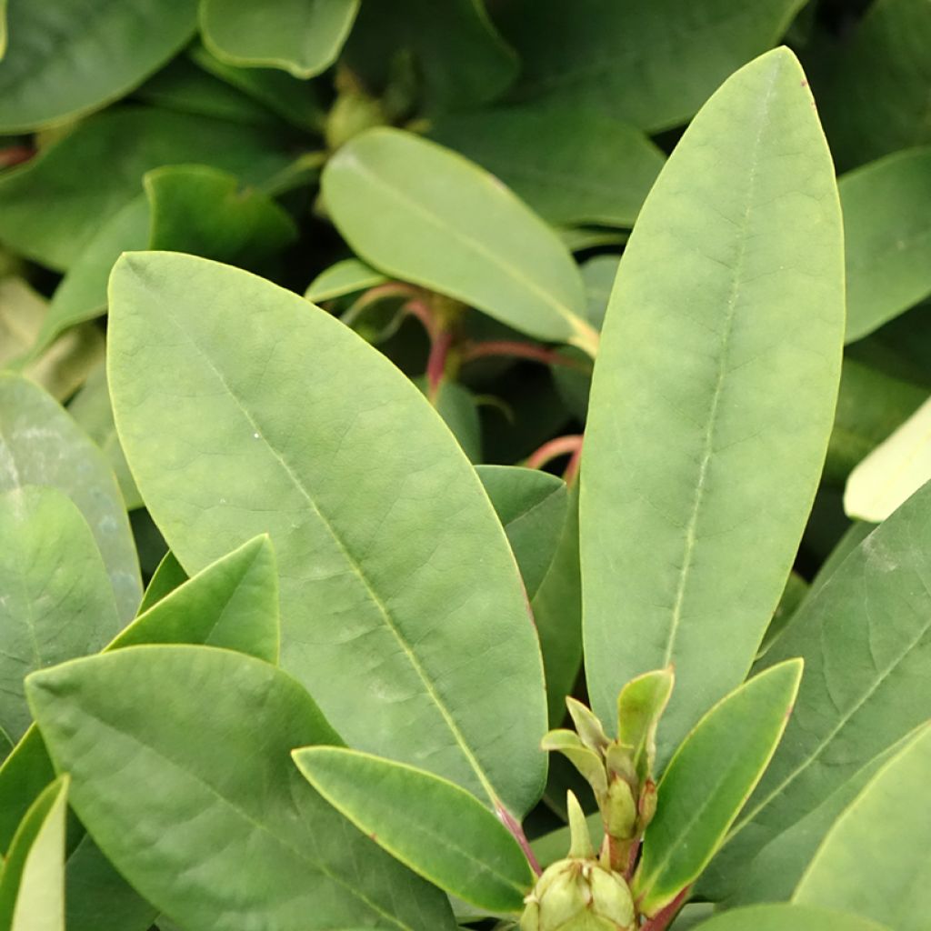 Rhododendron INKARHO Happydendron Pushy Purple - Grootbloemige rododendron