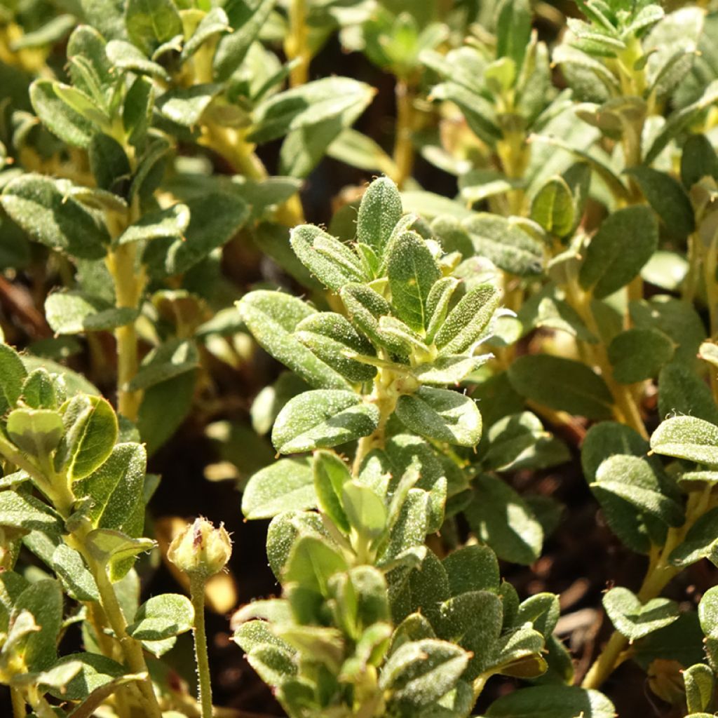 Rhododendron keleticum Lilly Bell Dream - Dwergrododendron