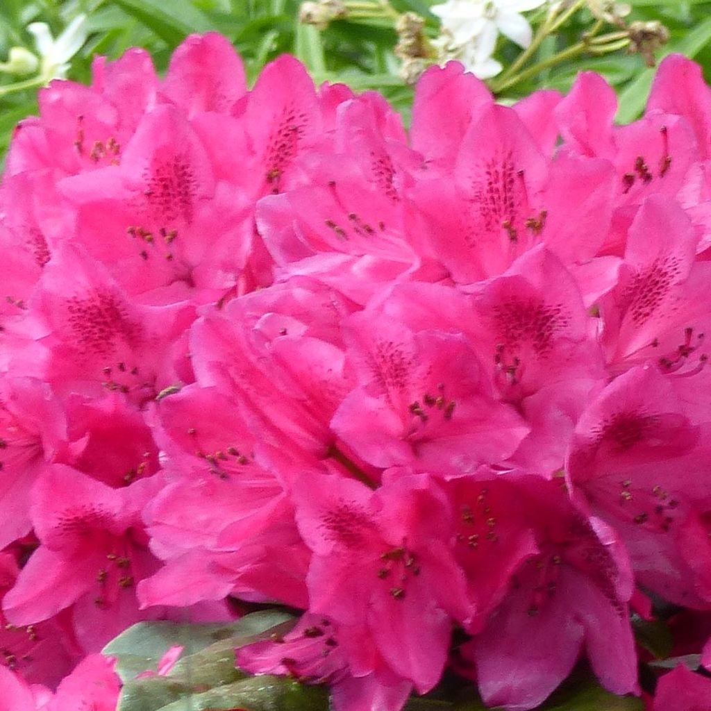 Rhododendron Marie Forte - Grootbloemige rododendron