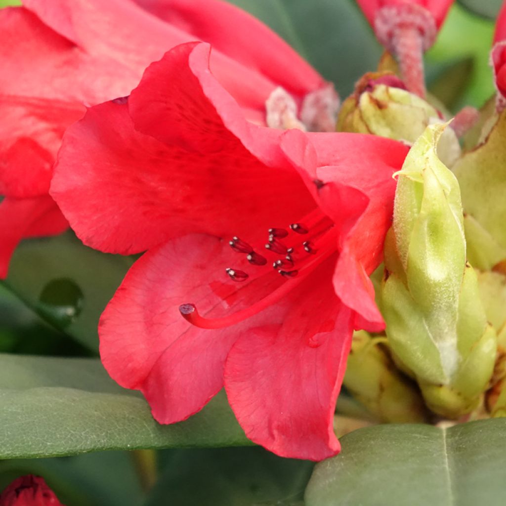 Rhododendron Melville - Grootbloemige rododendron