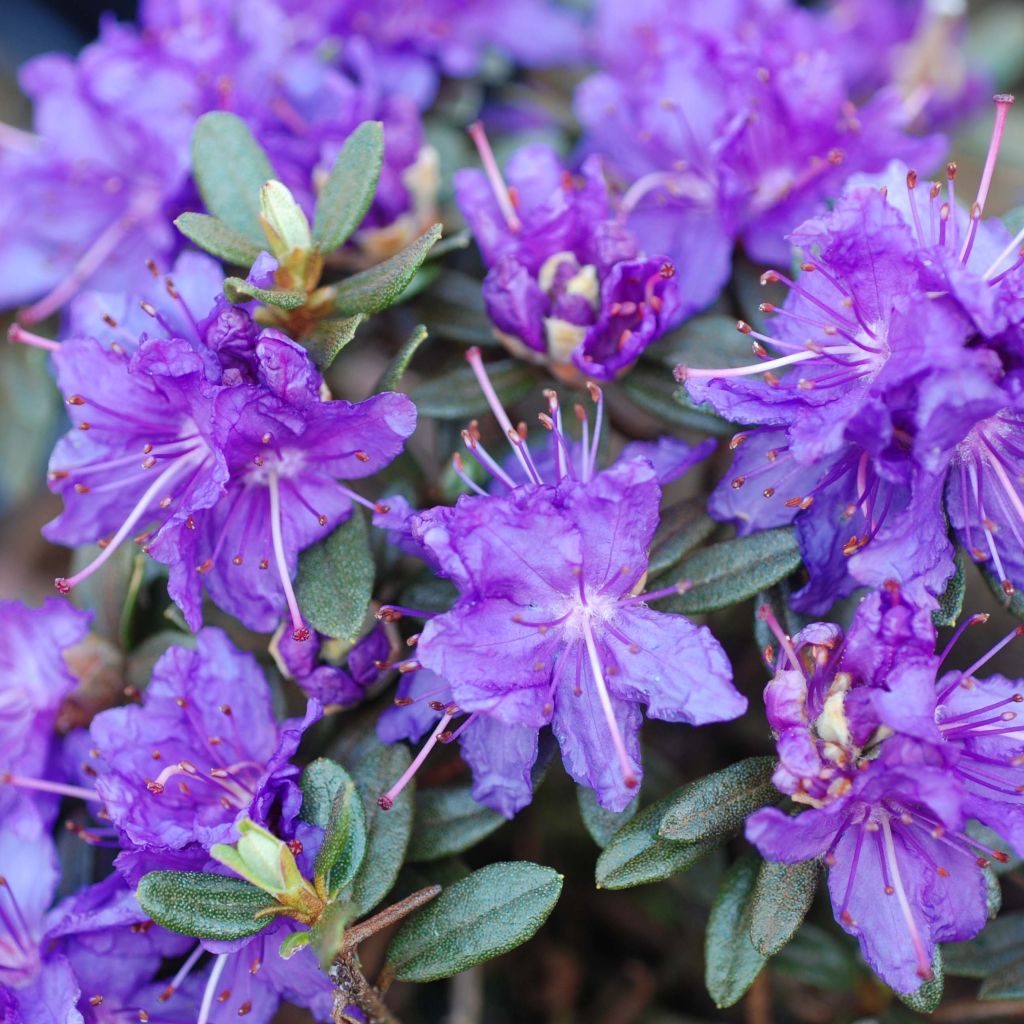 Rhododendron Azurika - Dwergrododendron