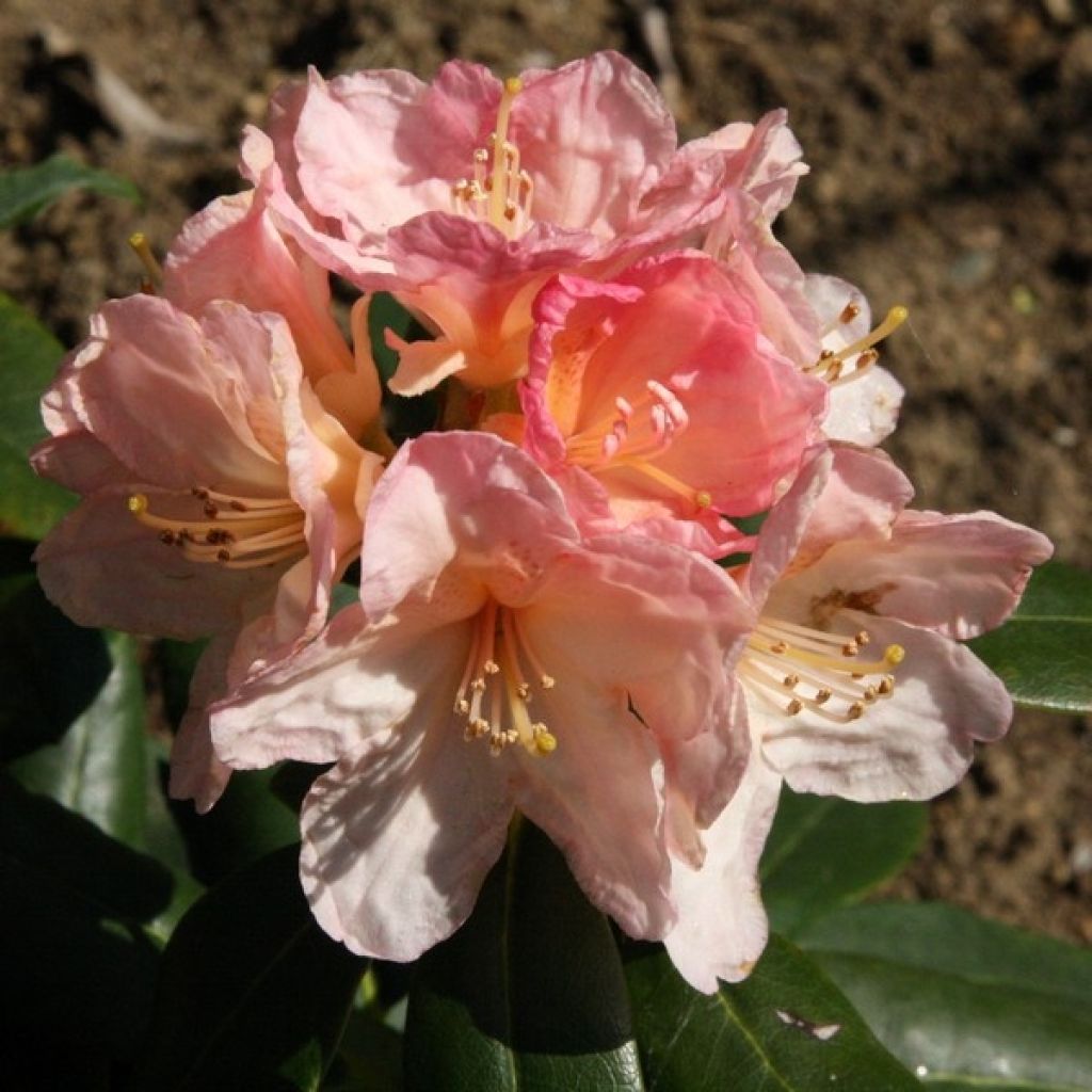 Rhododendron Percy Wiseman - Dwergrododendron