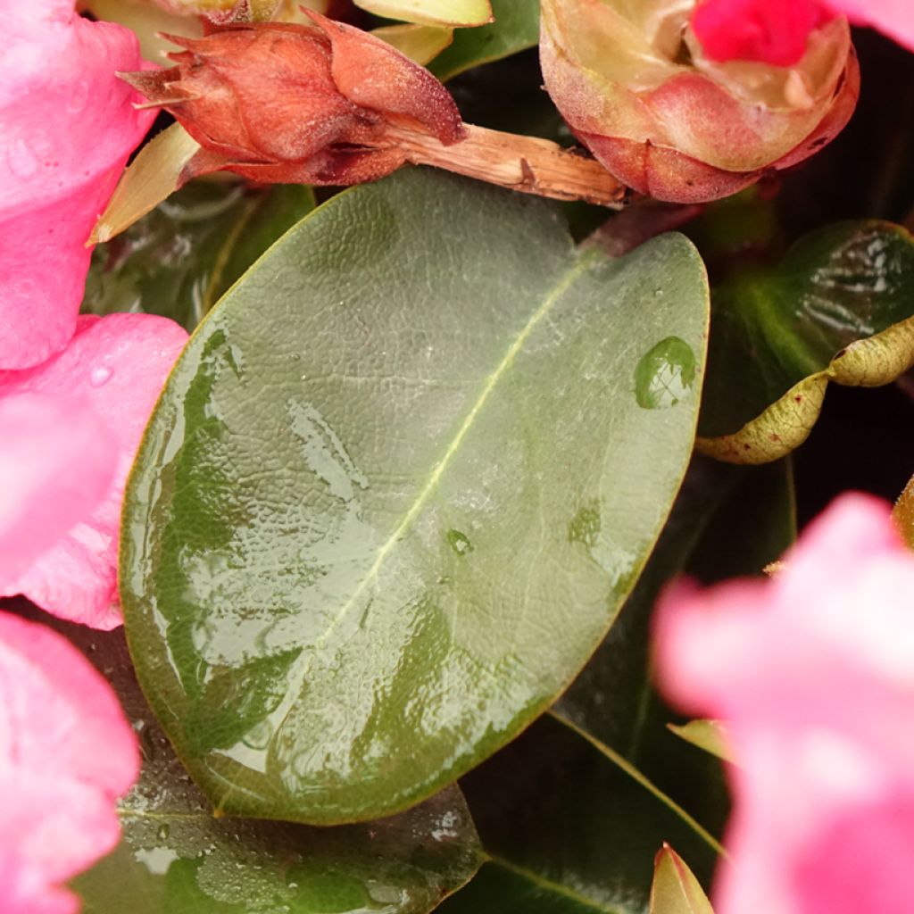 Rhododendron Gartendirektor Glocker - Grootbloemige rododendron