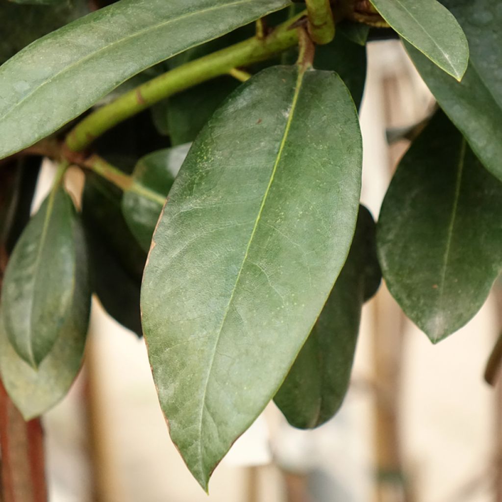 Rhododendron Morgenrot - Dwergrododendron