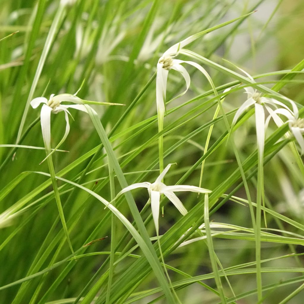 Rhynchospora colorata - Stergras