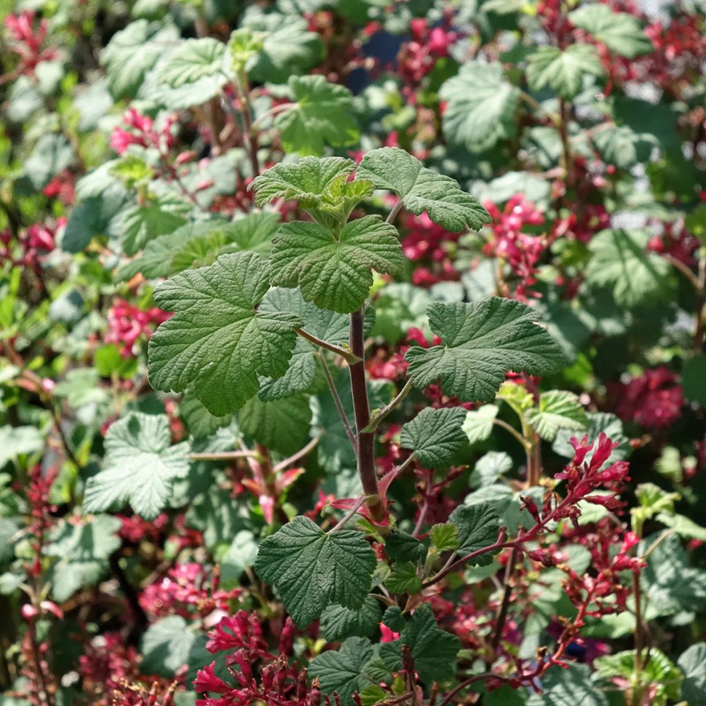 Ribes sanguineum Johannie PinkPomp - Rode ribes
