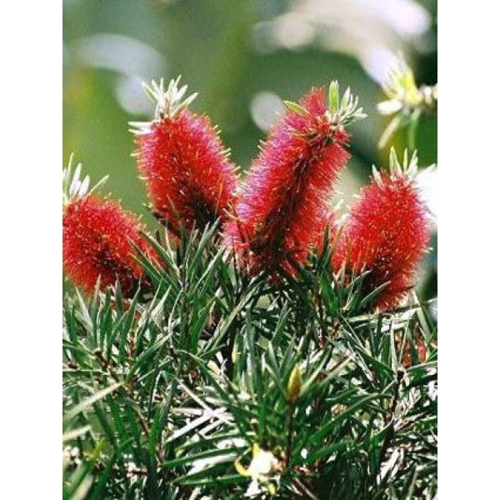 Callistemon rigidus - Lampenpoetser