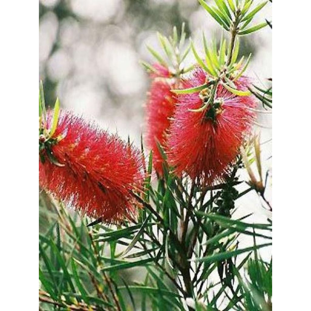 Callistemon rigidus - Lampenpoetser