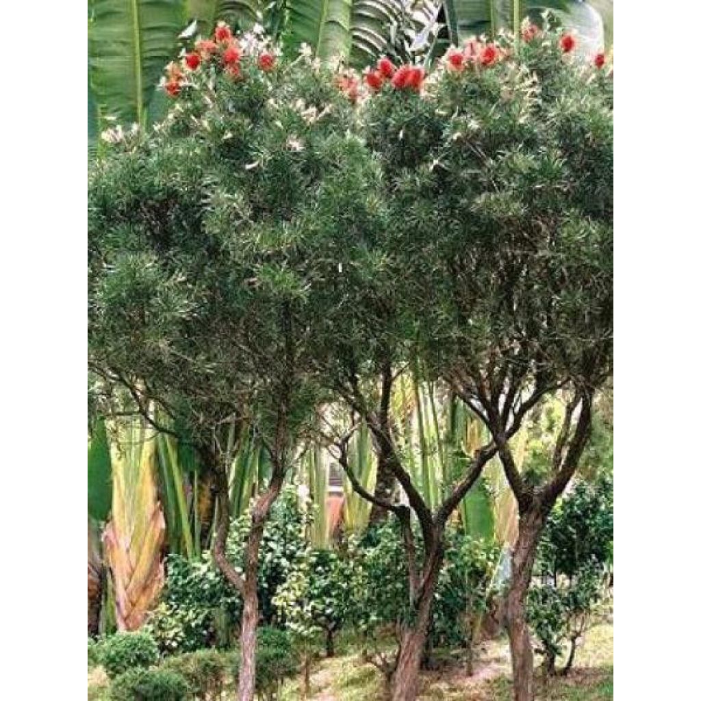 Callistemon rigidus - Lampenpoetser